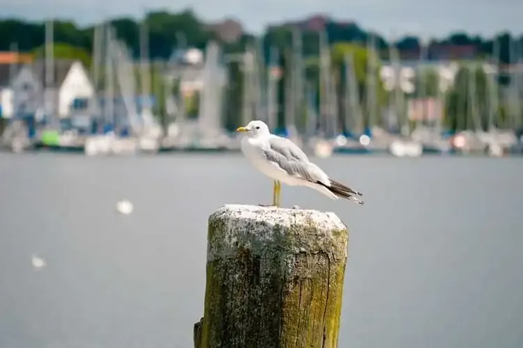 Erotik Schleswig